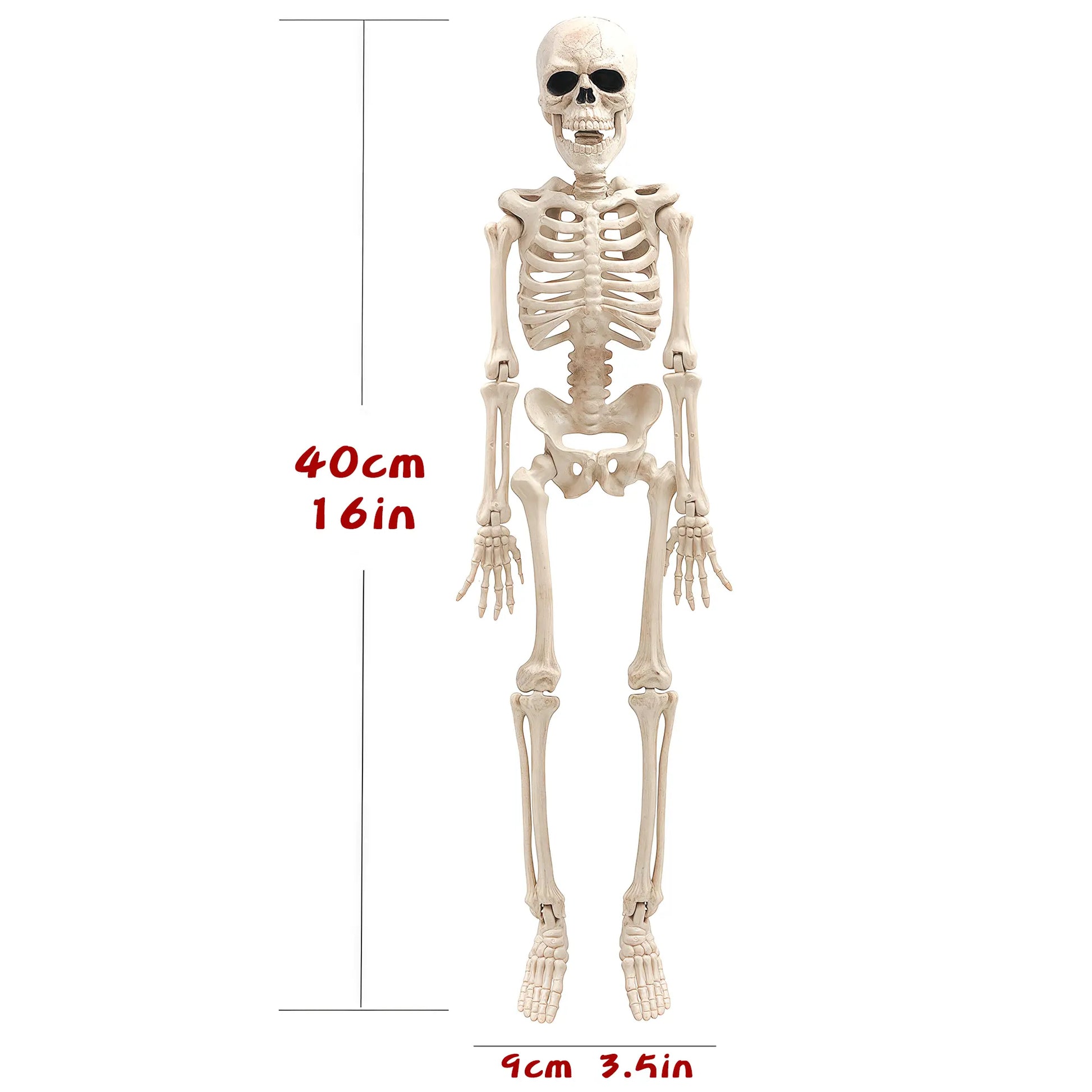 16-Inch Halloween Party Skeleton with Movable Joints, Realistic Full-Body Decor for Haunted House Props, Spooky Halloween Decoration, Adjustable Ornaments, Standing