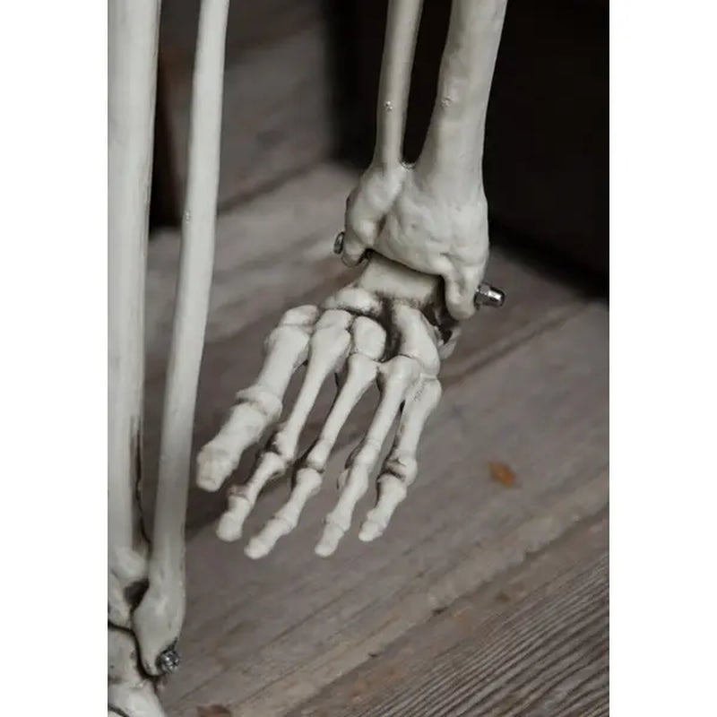 5 Foot Posable Skeleton Life Size Prop