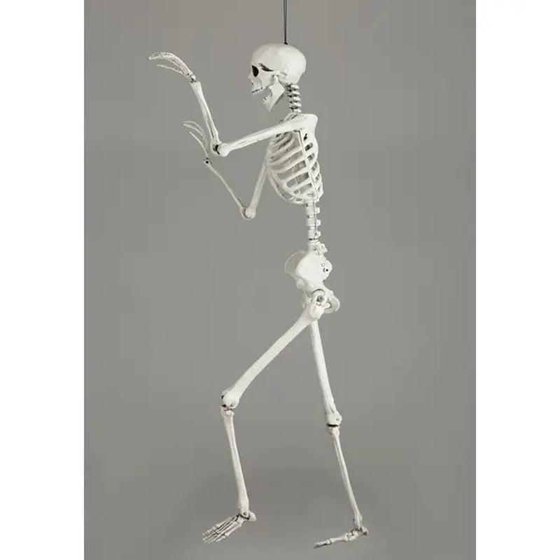 5 Foot Posable Skeleton Life Size Prop