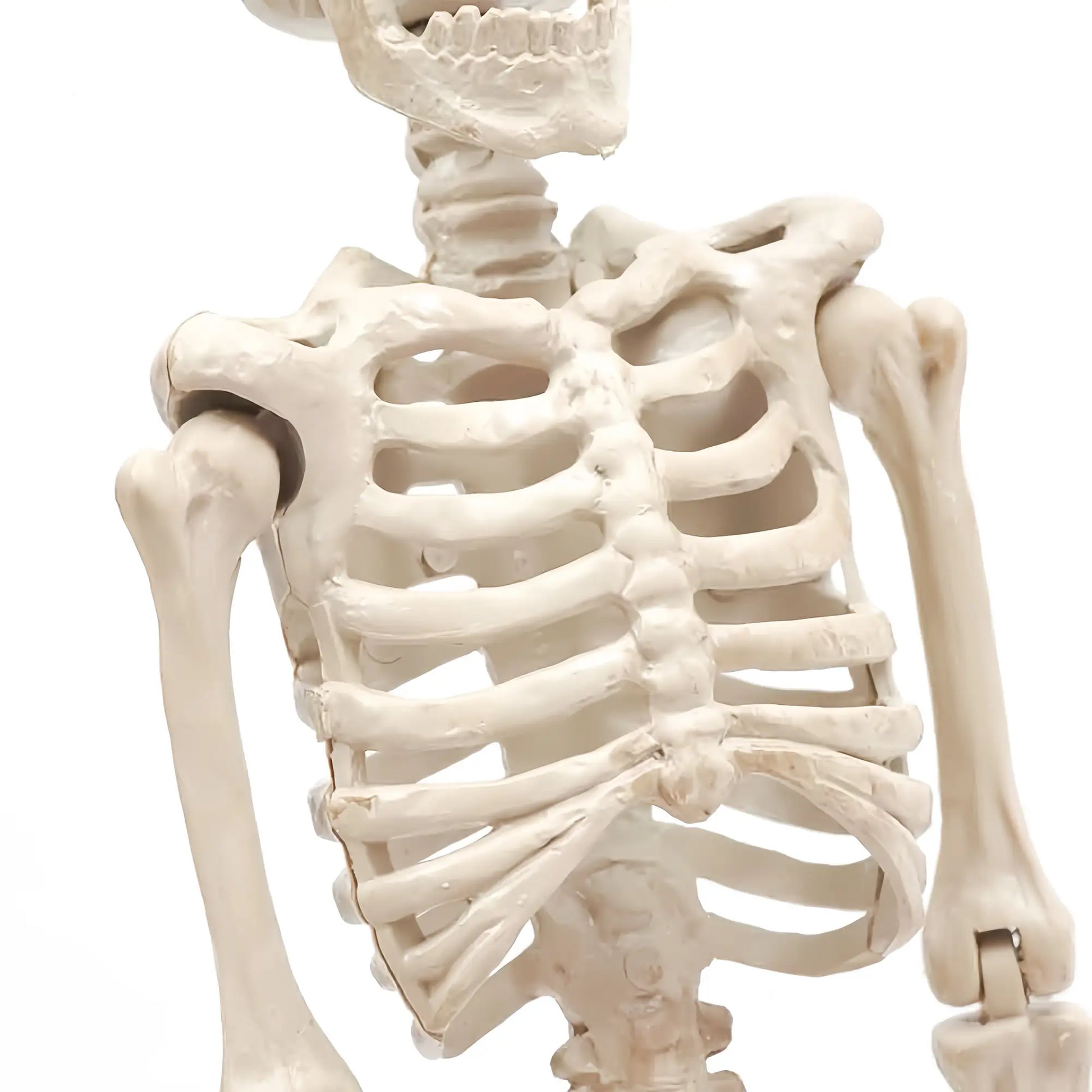 16-Inch Halloween Party Skeleton with Movable Joints, Realistic Full-Body Decor for Haunted House Props, Spooky Halloween Decoration, Adjustable Ornaments, Standing